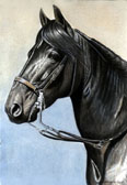 Equine Art - Paso Fino